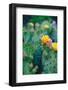 Spring Cacti No. 1-Sonja Quintero-Framed Photographic Print