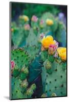 Spring Cacti No. 1-Sonja Quintero-Mounted Photographic Print