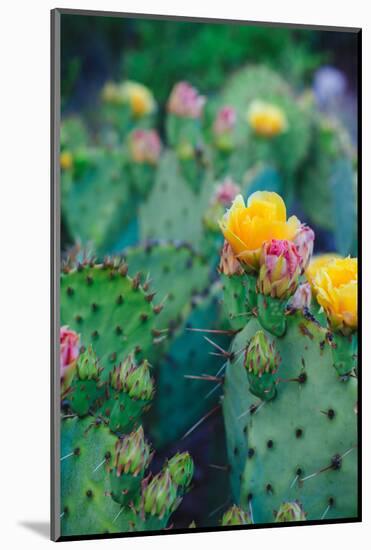 Spring Cacti No. 1-Sonja Quintero-Mounted Photographic Print