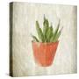 Spring Cactus 3-Kimberly Allen-Stretched Canvas