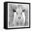 Spring Calf-Kimberly Allen-Framed Stretched Canvas