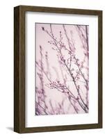 Spring Calm-Philippe Sainte-Laudy-Framed Photographic Print