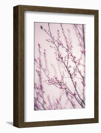 Spring Calm-Philippe Sainte-Laudy-Framed Photographic Print