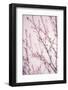 Spring Calm-Philippe Sainte-Laudy-Framed Photographic Print