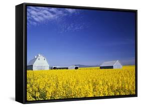 Spring Canola Crop-Terry Eggers-Framed Stretched Canvas