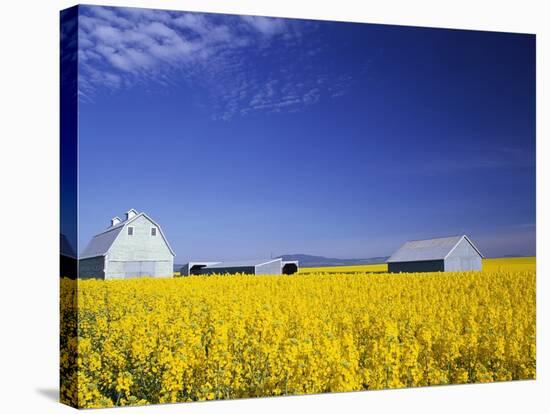 Spring Canola Crop-Terry Eggers-Stretched Canvas