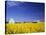 Spring Canola Crop-Terry Eggers-Stretched Canvas