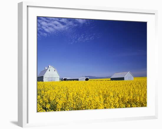 Spring Canola Crop-Terry Eggers-Framed Photographic Print