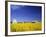 Spring Canola Crop-Terry Eggers-Framed Photographic Print