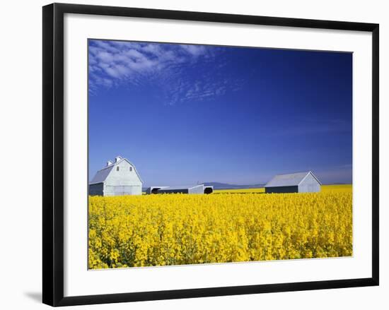 Spring Canola Crop-Terry Eggers-Framed Photographic Print