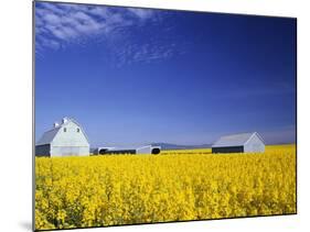 Spring Canola Crop-Terry Eggers-Mounted Photographic Print