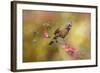 Spring Cardinal 1-Jai Johnson-Framed Giclee Print