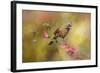 Spring Cardinal 1-Jai Johnson-Framed Giclee Print