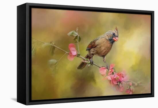 Spring Cardinal 1-Jai Johnson-Framed Stretched Canvas