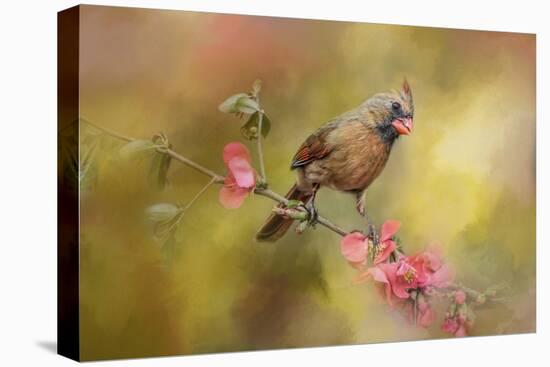 Spring Cardinal 1-Jai Johnson-Stretched Canvas