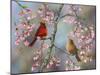 Spring Cardinals-Sarah Davis-Mounted Giclee Print