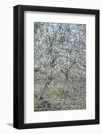 Spring Cascade-Doug Chinnery-Framed Photographic Print