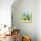 Spring Cat and Dog-Geraldine Aikman-Stretched Canvas displayed on a wall