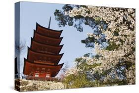 Spring Cherry Blossom at Senjokaku Five Storey Pagoda-Christian Kober-Stretched Canvas