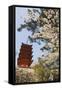 Spring Cherry Blossom at Senjokaku Five Storey Pagoda-Christian Kober-Framed Stretched Canvas