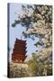 Spring Cherry Blossom at Senjokaku Five Storey Pagoda-Christian Kober-Stretched Canvas