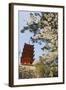 Spring Cherry Blossom at Senjokaku Five Storey Pagoda-Christian Kober-Framed Photographic Print