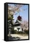 Spring Cherry Blossom at Senjokaku Five Storey Pagoda-Christian Kober-Framed Stretched Canvas