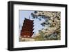 Spring Cherry Blossom at Senjokaku Five Storey Pagoda-Christian Kober-Framed Photographic Print