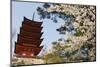 Spring Cherry Blossom at Senjokaku Five Storey Pagoda-Christian Kober-Mounted Photographic Print