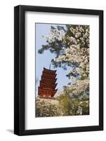 Spring Cherry Blossom at Senjokaku Five Storey Pagoda-Christian Kober-Framed Photographic Print