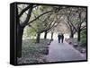 Spring Cherry Blossom, Brooklyn Botanical Garden, Brooklyn-Christian Kober-Framed Stretched Canvas