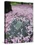 Spring Cherry Blossom, Brooklyn Botanical Garden, Brooklyn-Christian Kober-Stretched Canvas