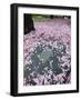 Spring Cherry Blossom, Brooklyn Botanical Garden, Brooklyn-Christian Kober-Framed Photographic Print