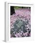 Spring Cherry Blossom, Brooklyn Botanical Garden, Brooklyn-Christian Kober-Framed Photographic Print