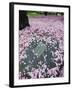 Spring Cherry Blossom, Brooklyn Botanical Garden, Brooklyn-Christian Kober-Framed Photographic Print