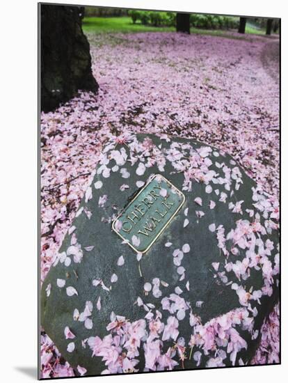 Spring Cherry Blossom, Brooklyn Botanical Garden, Brooklyn-Christian Kober-Mounted Photographic Print