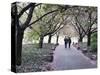 Spring Cherry Blossom, Brooklyn Botanical Garden, Brooklyn-Christian Kober-Stretched Canvas