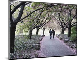 Spring Cherry Blossom, Brooklyn Botanical Garden, Brooklyn-Christian Kober-Mounted Photographic Print