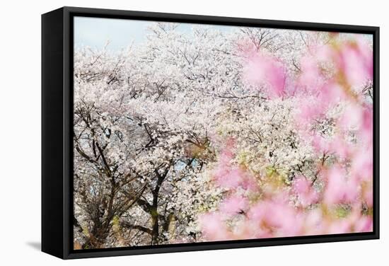 Spring Cherry Blossom Festival, Jinhei, South Korea, Asia-Christian Kober-Framed Stretched Canvas