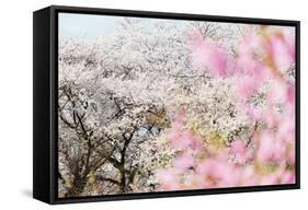 Spring Cherry Blossom Festival, Jinhei, South Korea, Asia-Christian Kober-Framed Stretched Canvas