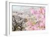 Spring Cherry Blossom Festival, Jinhei, South Korea, Asia-Christian Kober-Framed Photographic Print
