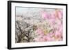 Spring Cherry Blossom Festival, Jinhei, South Korea, Asia-Christian Kober-Framed Photographic Print