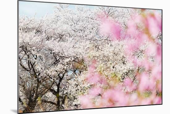 Spring Cherry Blossom Festival, Jinhei, South Korea, Asia-Christian Kober-Mounted Photographic Print
