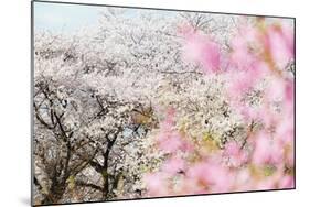 Spring Cherry Blossom Festival, Jinhei, South Korea, Asia-Christian Kober-Mounted Photographic Print