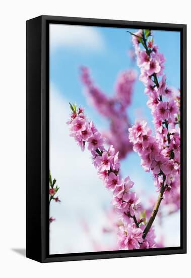 Spring Cherry Blossom Festival, Jinhei, South Korea, Asia-Christian Kober-Framed Stretched Canvas