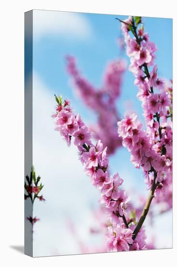 Spring Cherry Blossom Festival, Jinhei, South Korea, Asia-Christian Kober-Stretched Canvas