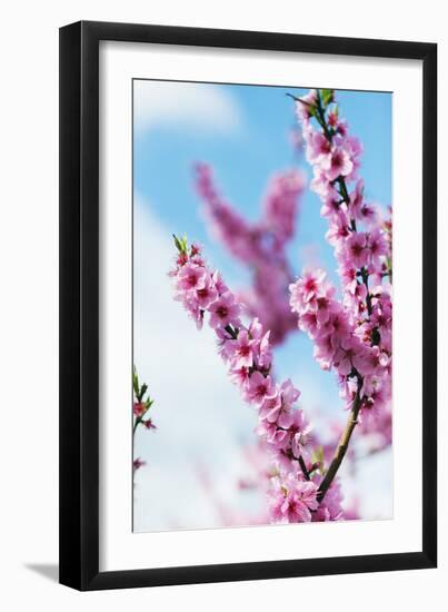 Spring Cherry Blossom Festival, Jinhei, South Korea, Asia-Christian Kober-Framed Premium Photographic Print