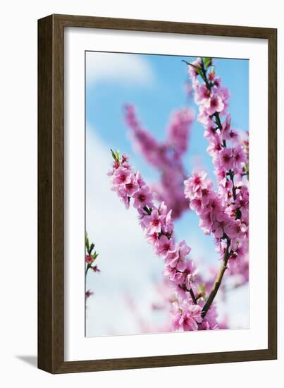 Spring Cherry Blossom Festival, Jinhei, South Korea, Asia-Christian Kober-Framed Photographic Print