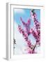 Spring Cherry Blossom Festival, Jinhei, South Korea, Asia-Christian Kober-Framed Photographic Print