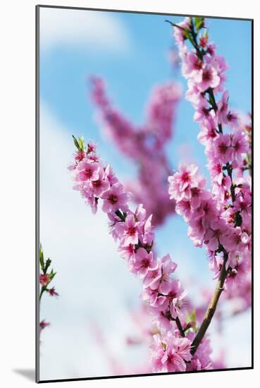 Spring Cherry Blossom Festival, Jinhei, South Korea, Asia-Christian Kober-Mounted Photographic Print